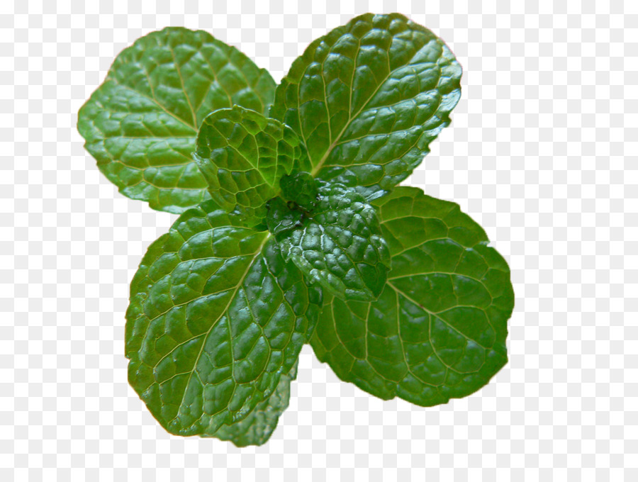 Mint julep Mojito Pfefferminz-Food-Rezept - Mint leaf