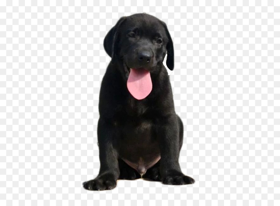 Labrador Patterdale, Terrier Borador Con Chó nuôi - Da đen, người lớn con chó
