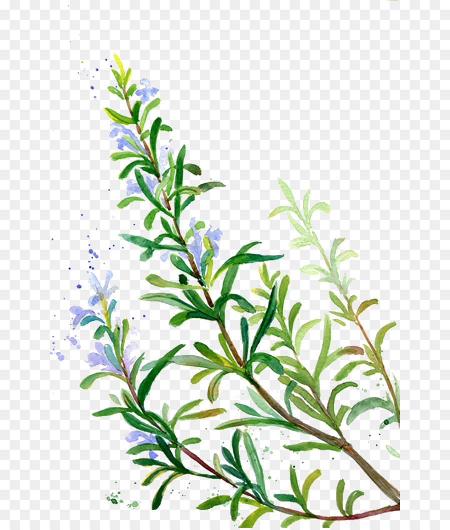 Hương Hương Gia Vị Hương Gia Vị - Màu tím thảm thực vật rosemary