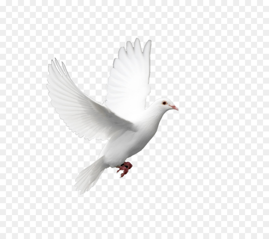 Inländische Taube-Columbidae-Tauben als Symbole Heiligen Geist - Taube