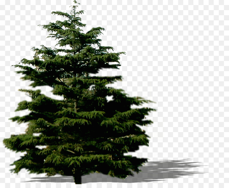 Abete, Abete, Pino, albero di Natale, ornamento di Natale - albero