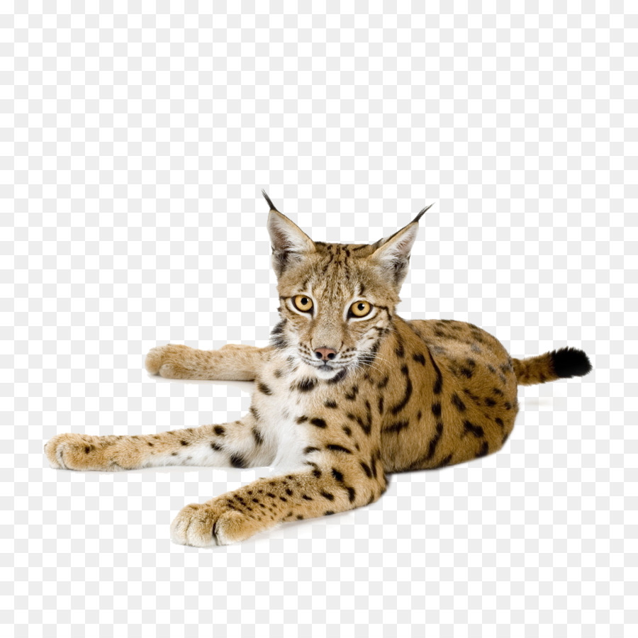 Der Eurasische Luchs Canada lynx-Felidae Download - Elegante leopard