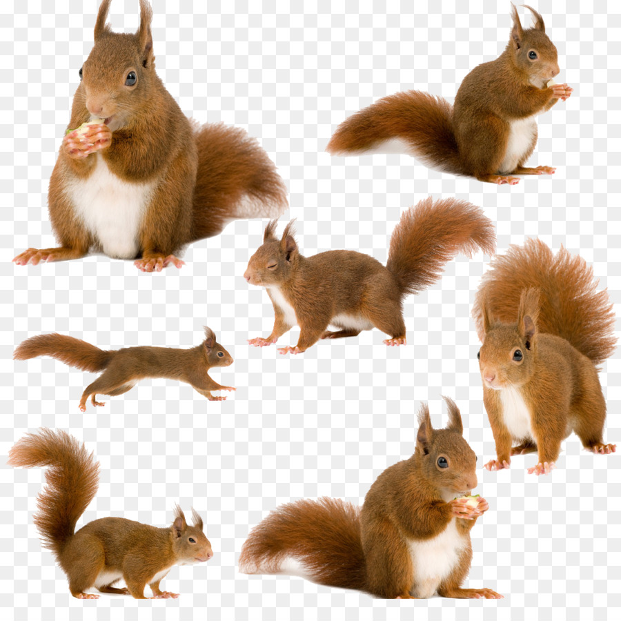 Squirrel Cartoon png download - 1024*1020 - Free Transparent Tree Squirrels  png Download. - CleanPNG / KissPNG