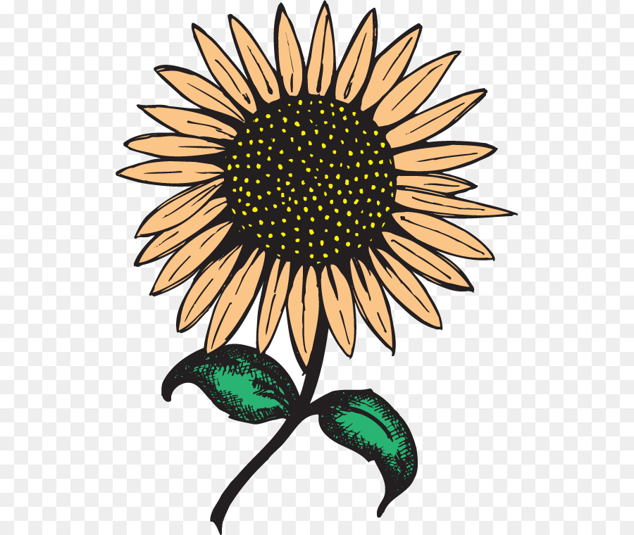 Gemeinsame Sonnenblume Topinambur Lebensmittel-und web-Clip-art - Vektor-Hand-painted sunflower