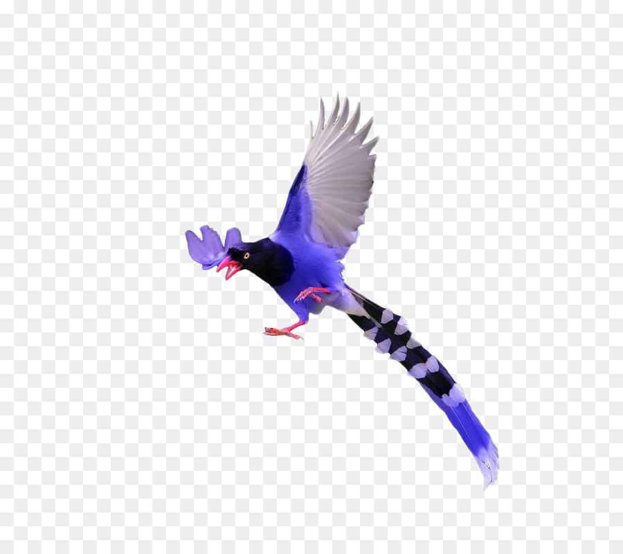 Chim Tải Hoạ - Purple Bird Pteris