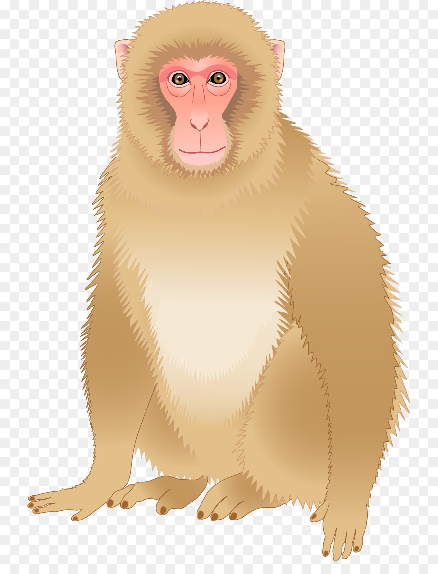Monkey Download - Affe