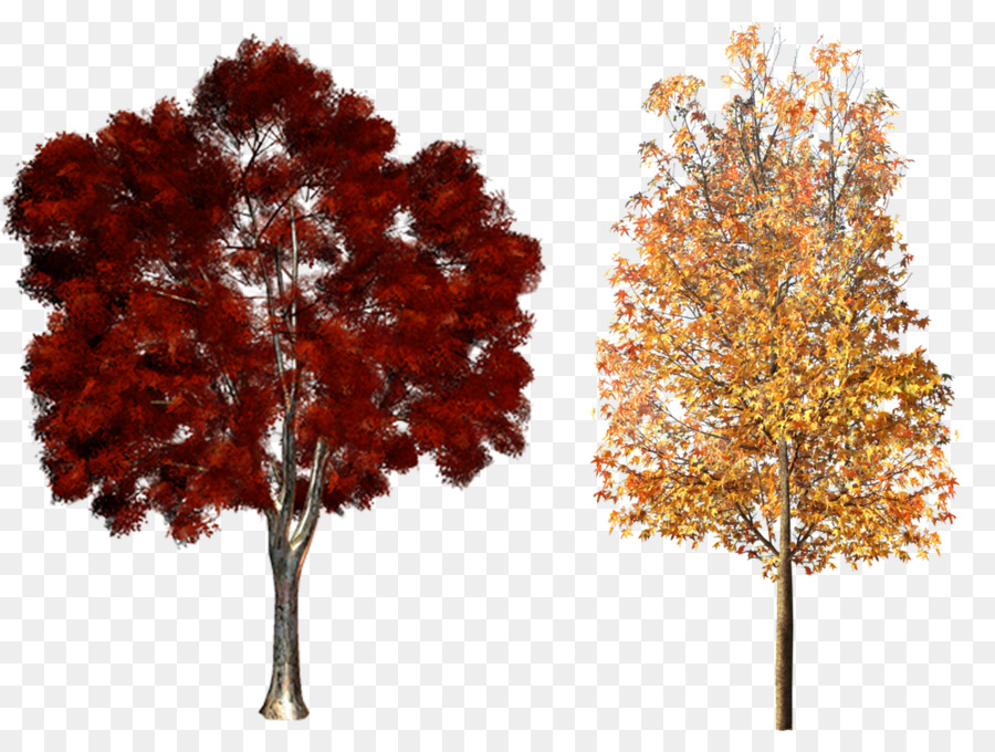Baum Pflanzen Clip art - Bäume im Herbst-material
