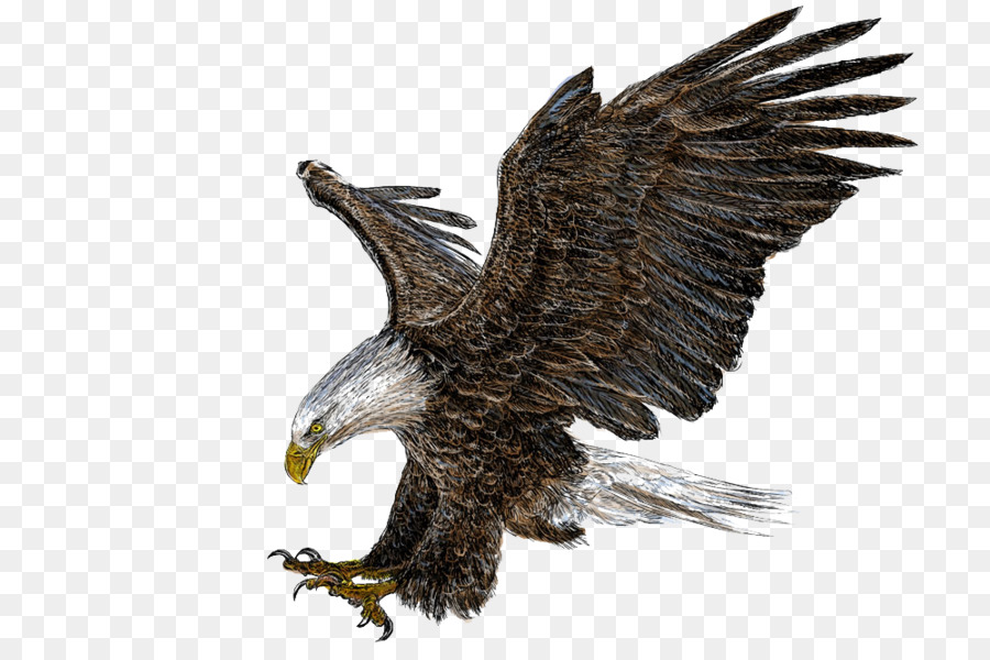 L'Aquila Calva Di Disegno, Illustrazione - le ali di un'aquila