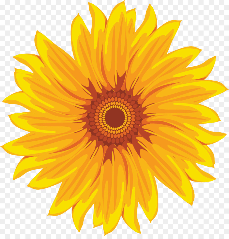Common sunflower Yellow White - Vektor-Hand-painted sunflower