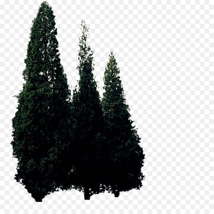 Conifere Pianta Albero Pinaceae - albero