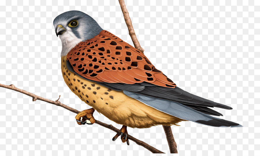 Falconidae gheppio Falco - Dipinto di rosso uccelli creative set