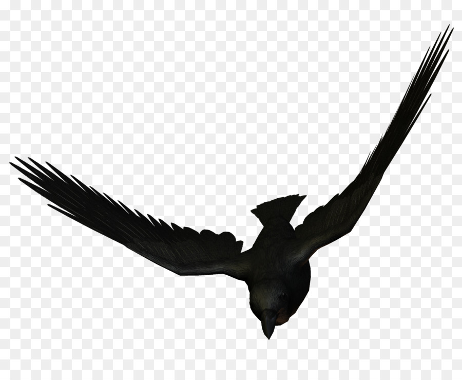 Vogel-Flug-Large-billed crow Carrion crow Fliegende Tiere - Flying Crow