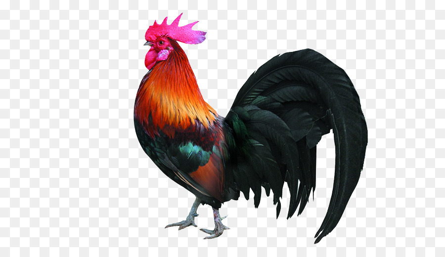 Huhn Hahn Zeichnung Geflügelzucht - Stolz auf big cock
