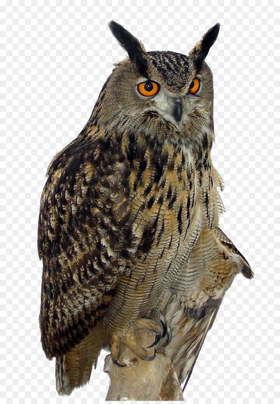 Great Horned Owl Eurasian eagle-owl Vogel - Hyperopie Eule ziehen kreative HD-Frei