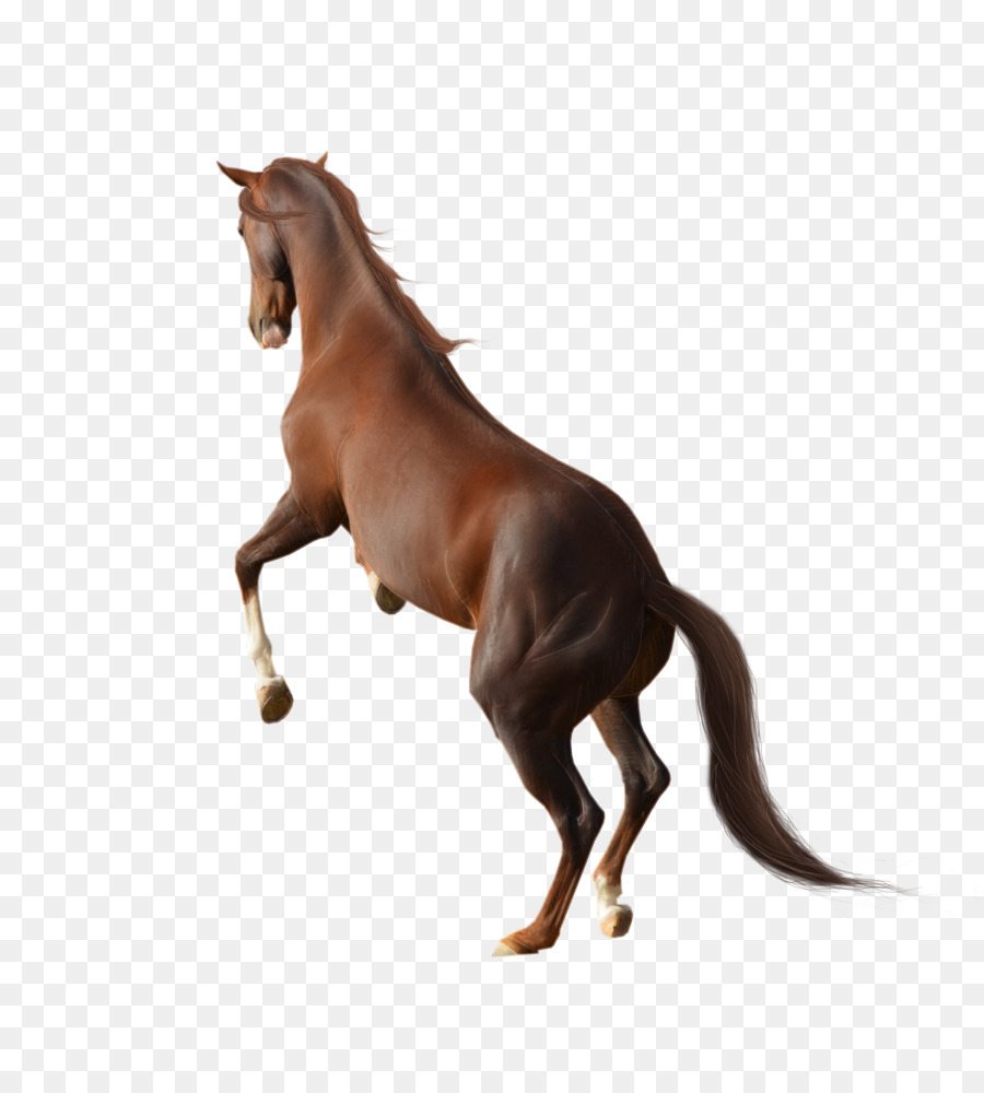 Mustang Pferde Mähne - Vektor-Bild gemalt, Pferd