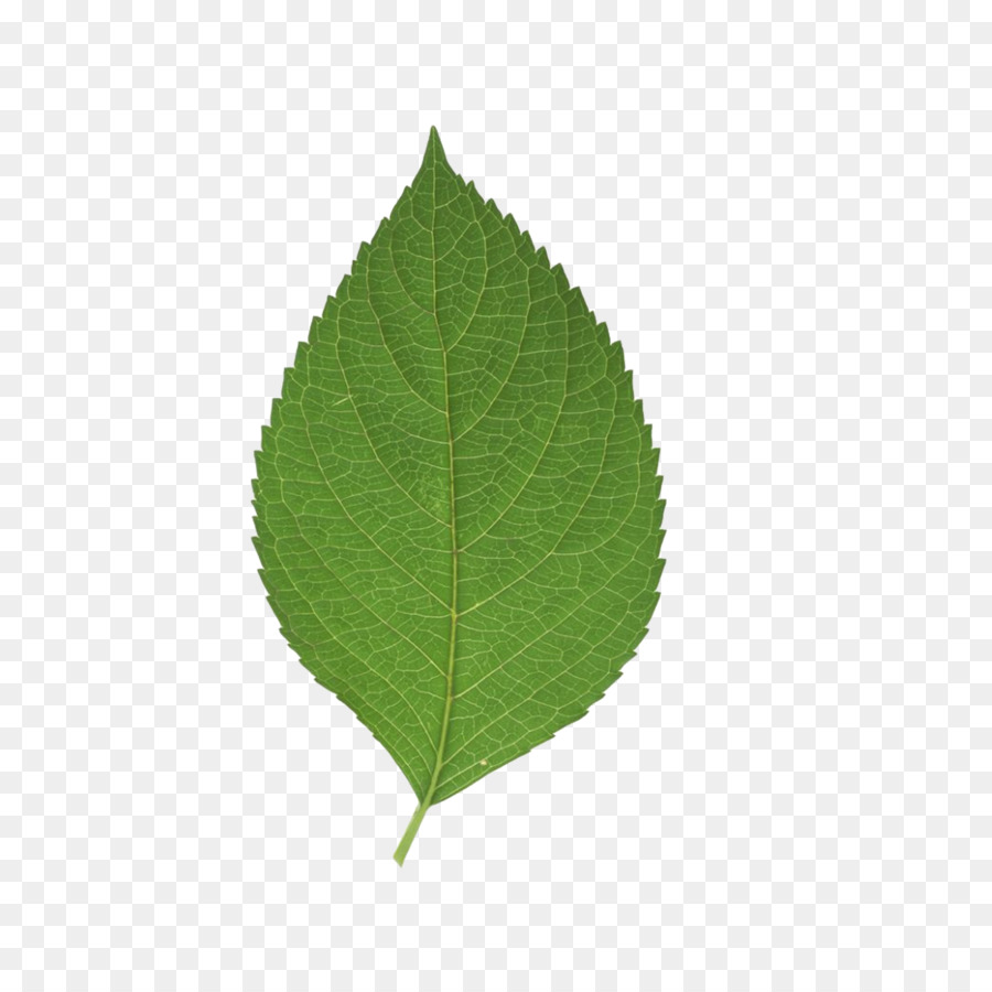 Leaf Green - Blatt