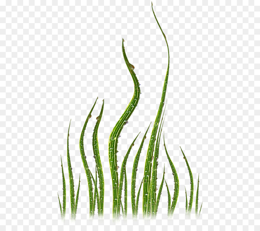 Pflanze Gras Blatt - Geschwungene grüne Pflanzen
