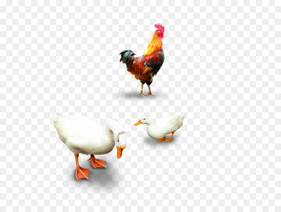 Huhn Ente Inländischen Gans - Hühner und Enten