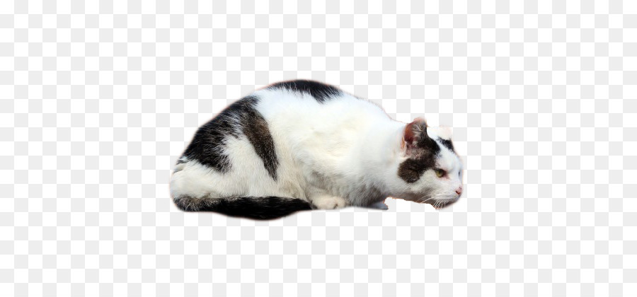 Kätzchen Inländische kurzhaarige Katze Schnurrhaare - Schwarze und weiße Haus Katze