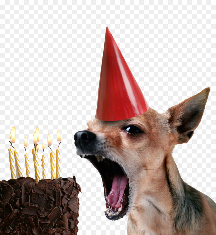 Chihuahua, Birthday Cake, Puppy, Birthday , Happy Birthday To You, Greeting...