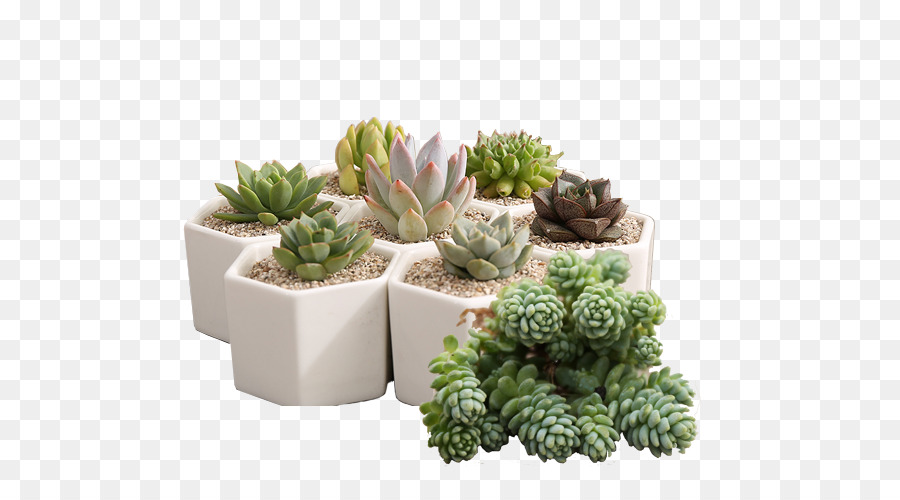 Vaso Pianta Bonsai - piante in vaso
