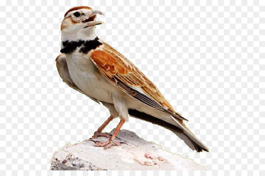 Nhà Sparrow Lark Dễ Thương Chim Finch - Lark bên chim dễ thương