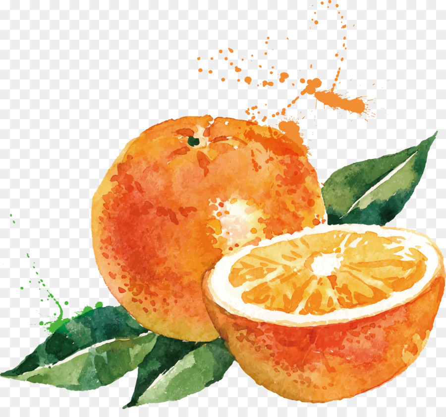 Aquarell-Malerei-Zeichnung-Orange-Illustration - Orange Vektor