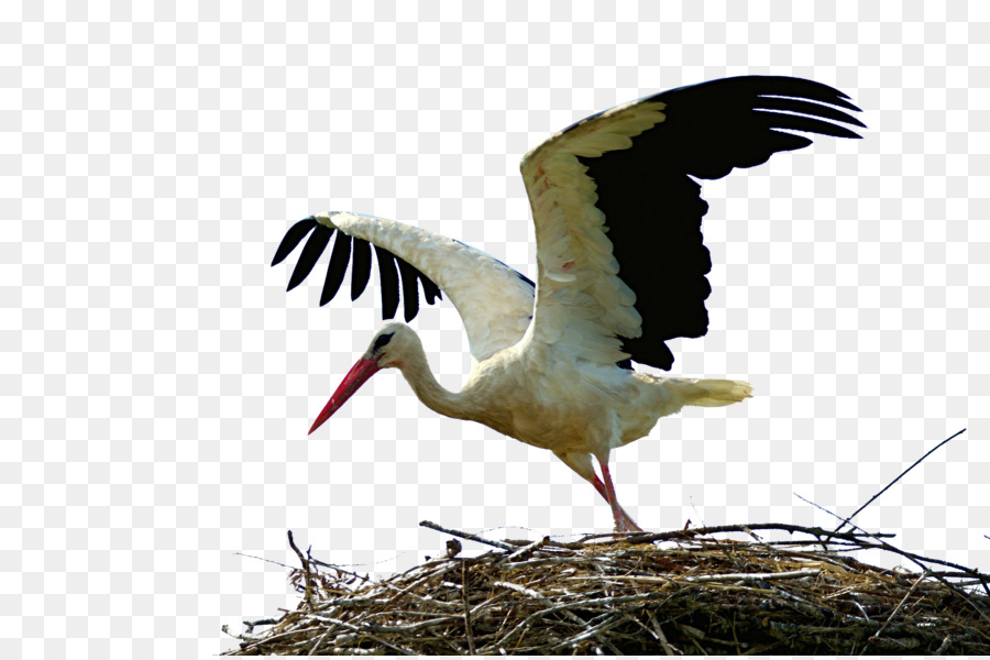 Weißstorch Vogel Kran von Wader Animal migration - white crane