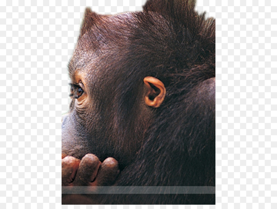 Gorilla Orangutan Scimmia televisione ad Alta definizione, Wallpaper - Graziosa gli occhi grandi e piccoli oranghi