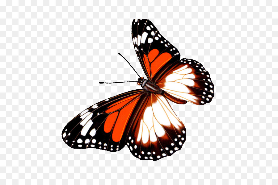 Butterfly Aquarell-Malerei Download - Cartoon Butterfly