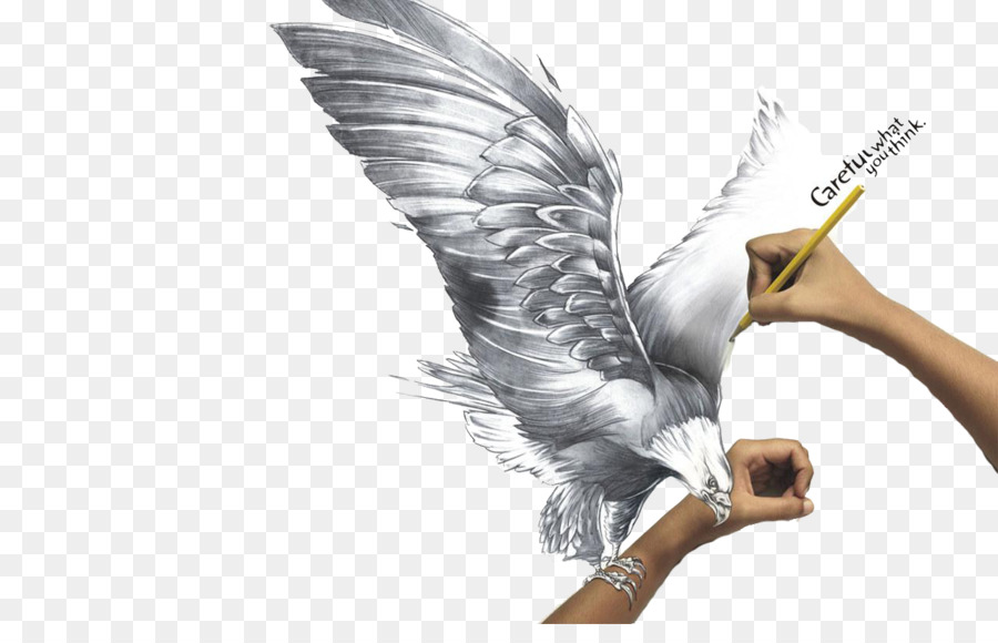 Vẽ Bức Tranh Bút Chì Thuật Phác - Vẽ tay eagle