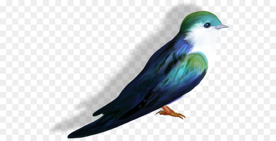 Thị xanh, chim bồ câu Nuốt - Xanh tuyệt đẹp pigeon
