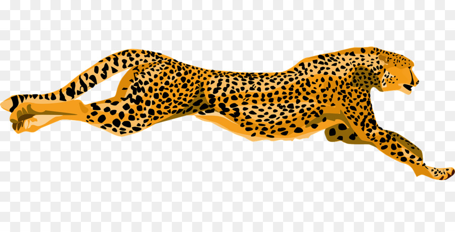 Tiger Cartoon png download - 1280*640 - Free Transparent Cheetah png  Download. - CleanPNG / KissPNG