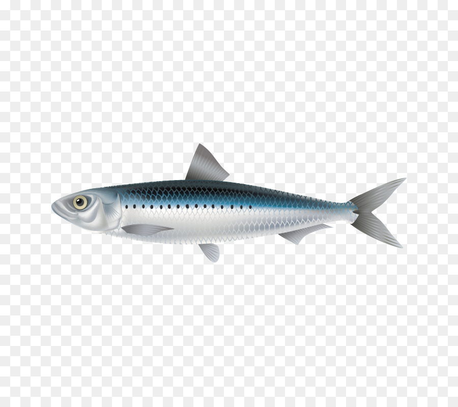Sardine Karausche Fisch Makrele - Fisch,Fisch