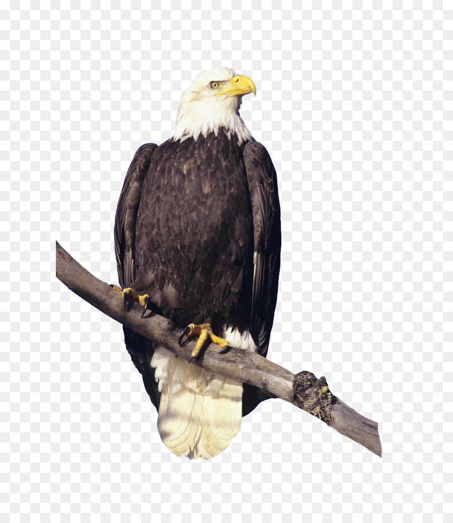 Bald Eagle Bird Hawk Feather - Eagle HD-clips Filialen