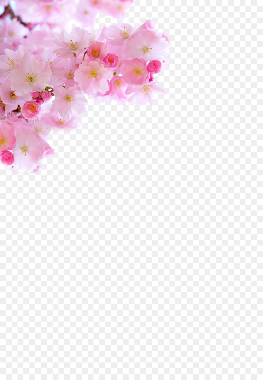 fiore di ciliegio - Giapponese fiori di ciliegio, rosa fresca