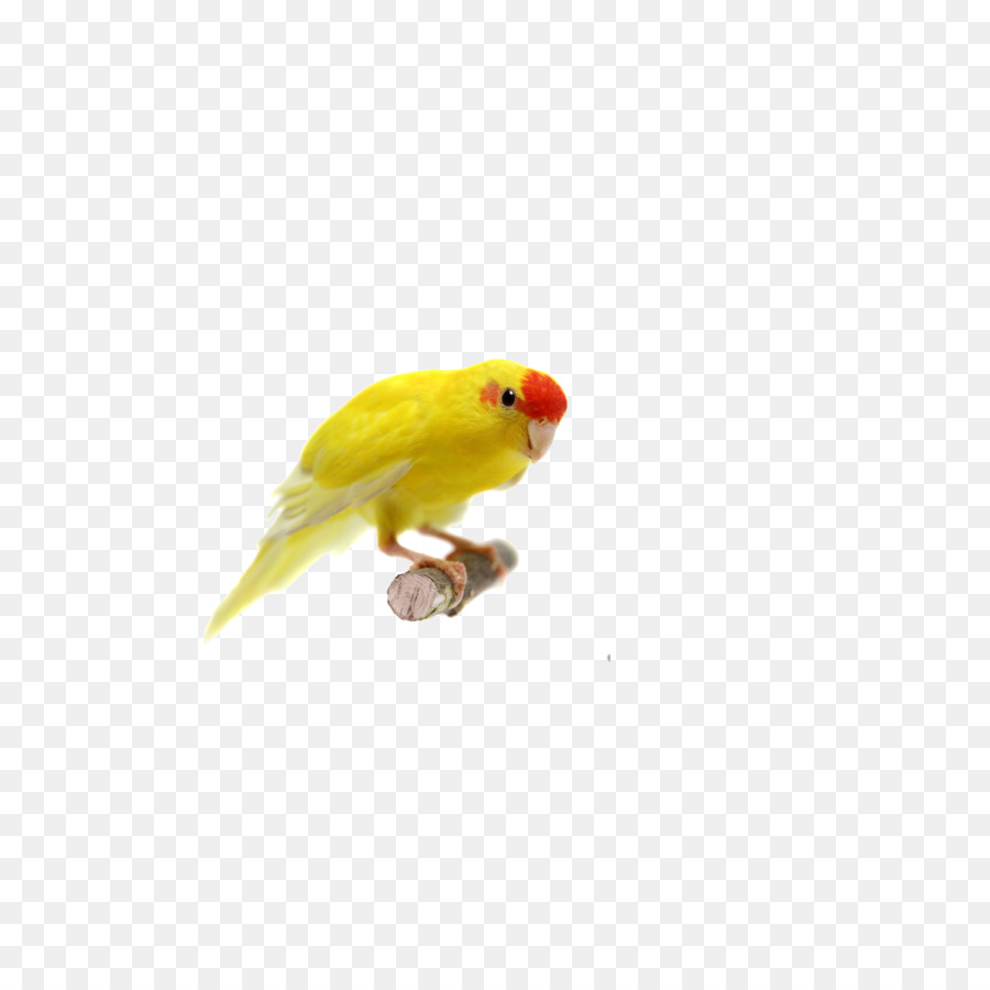 Rot-gekrönte Sittich Papagei Wellensittich Vogel Fotografie - parrot