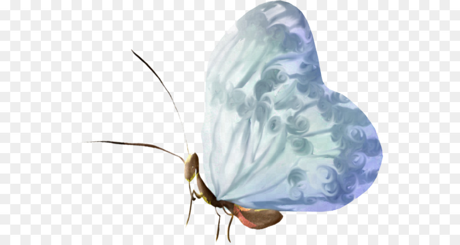 Schmetterling, Falter, Insekt Flügel - White butterfly wings