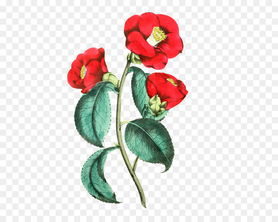 Blume Rose Floral design Common poppy Abbildung - Rote Rose