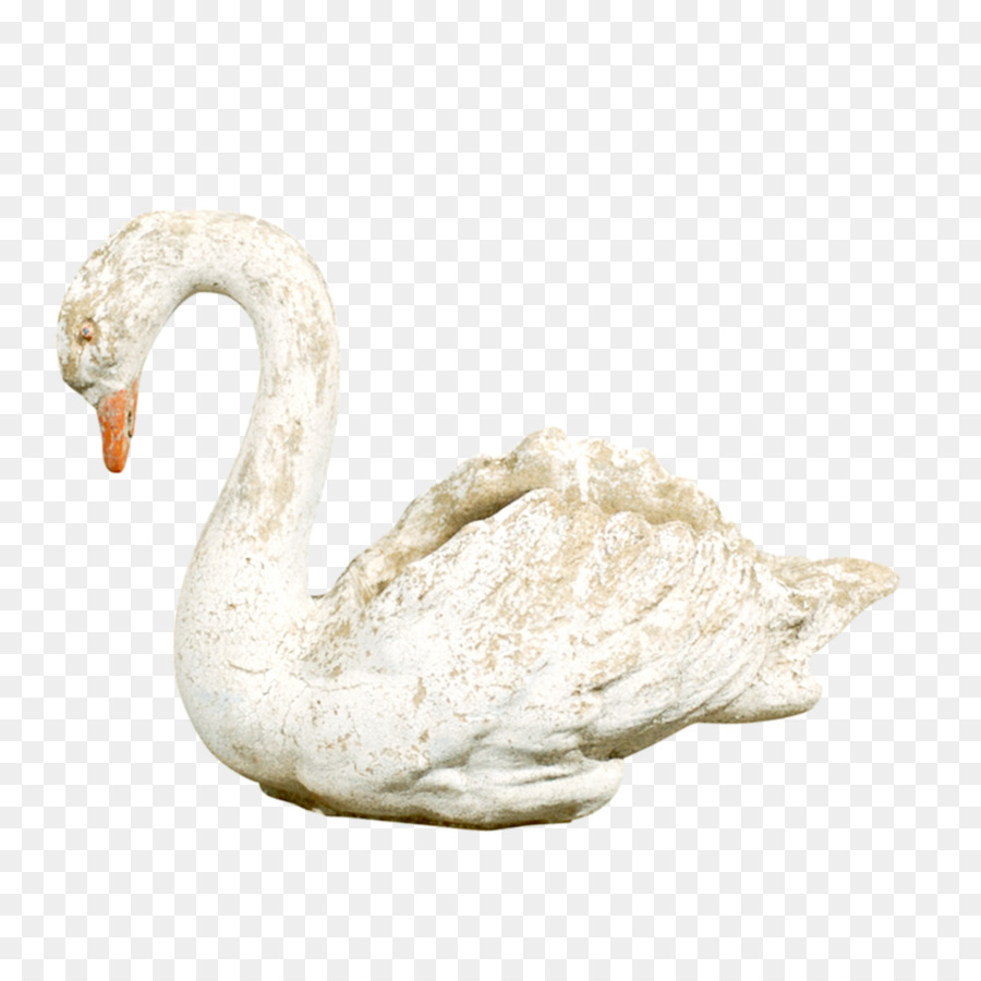 Weißer Schwan Cygnini - White Swan