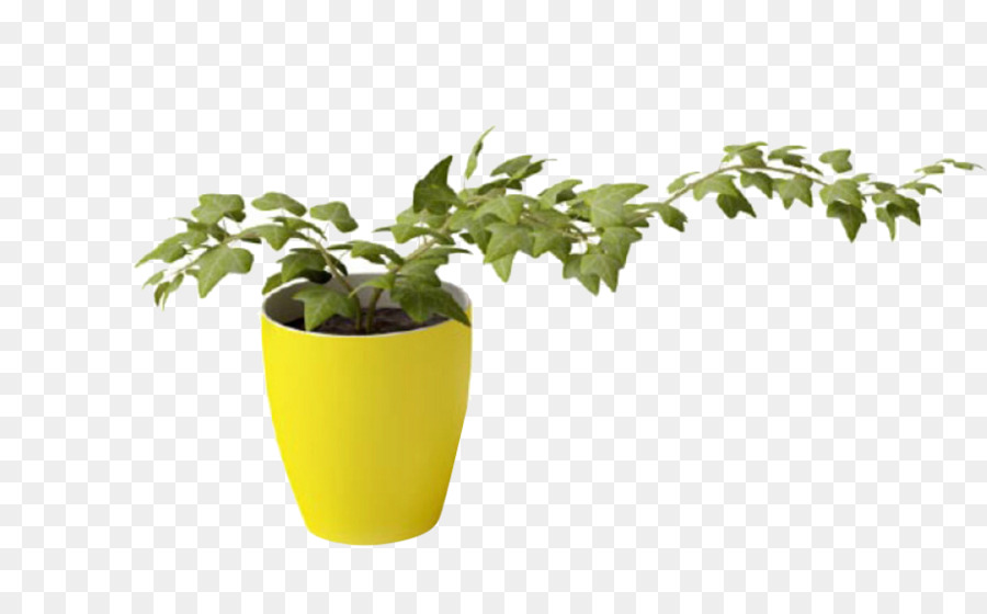 Pflanze Reben 3D-Modellierung Vase - Gesundheit Topf