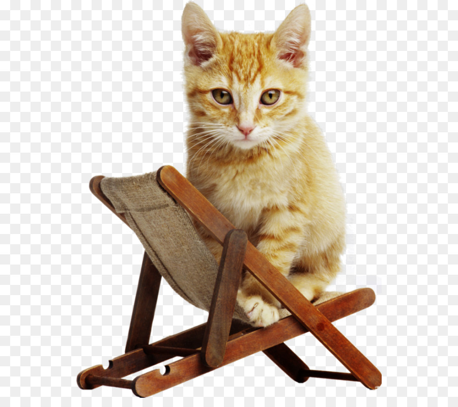 Gattino Gatto Portatile televisione ad Alta definizione, Wallpaper - Gatto su una sedia a sdraio