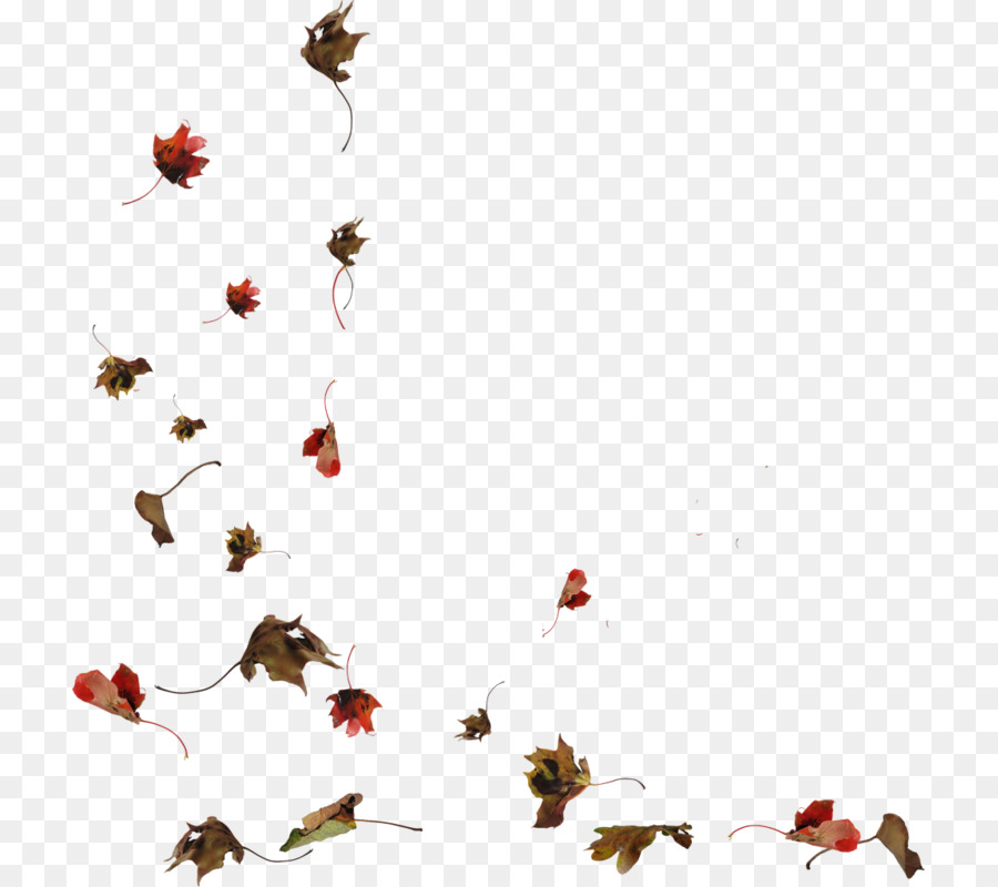 Autunno Di Latifoglie - foglie di autunno