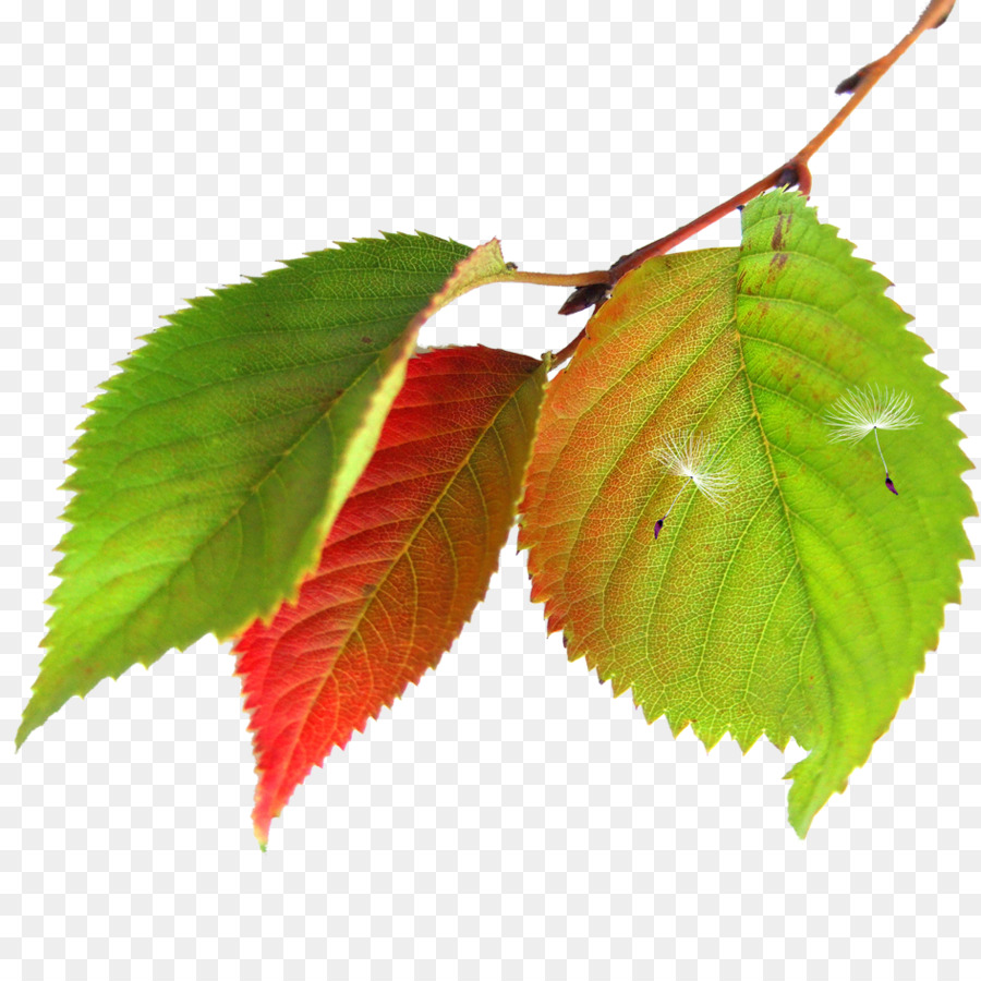 Ahorn Blatt Herbst - Grüne Blätter