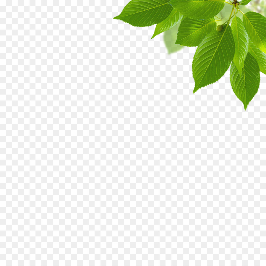 Green Leaf Background png download - 1276*1276 - Free Transparent Green png  Download. - CleanPNG / KissPNG