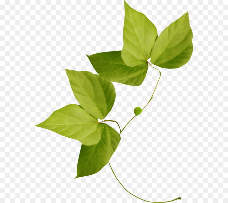 Blatt Pflanze Blume Panaschierung Clip-art - Grüne Blätter