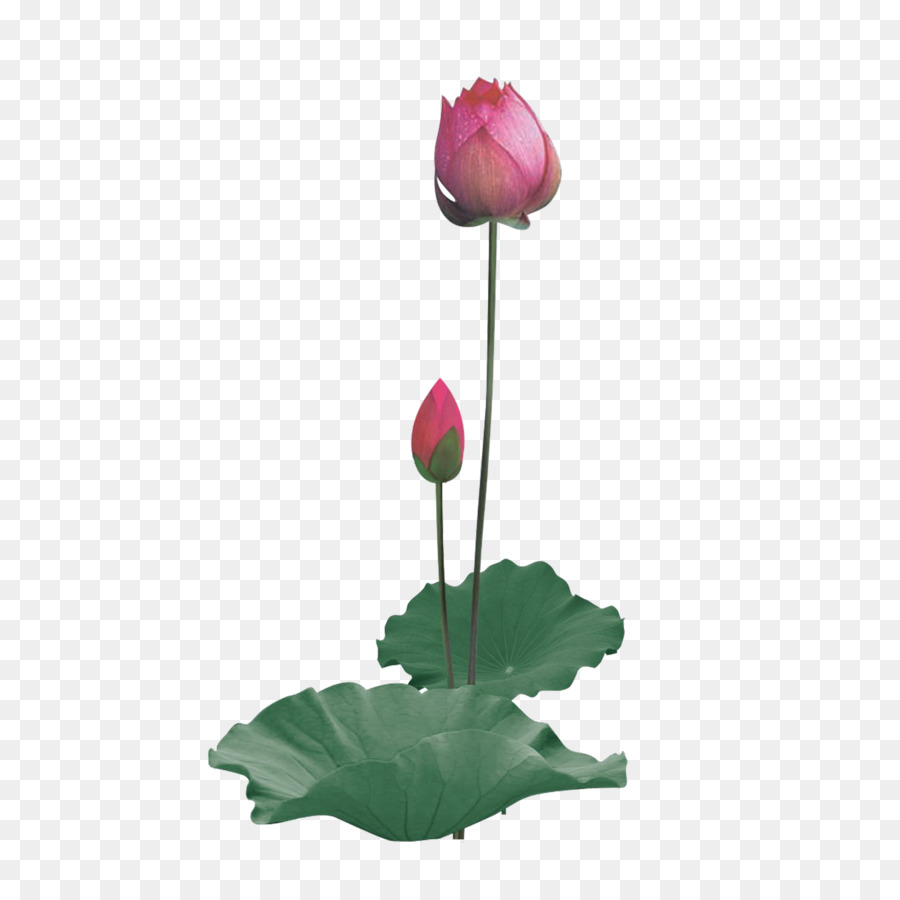 Nelumbo nucifera Seerose - Lotus