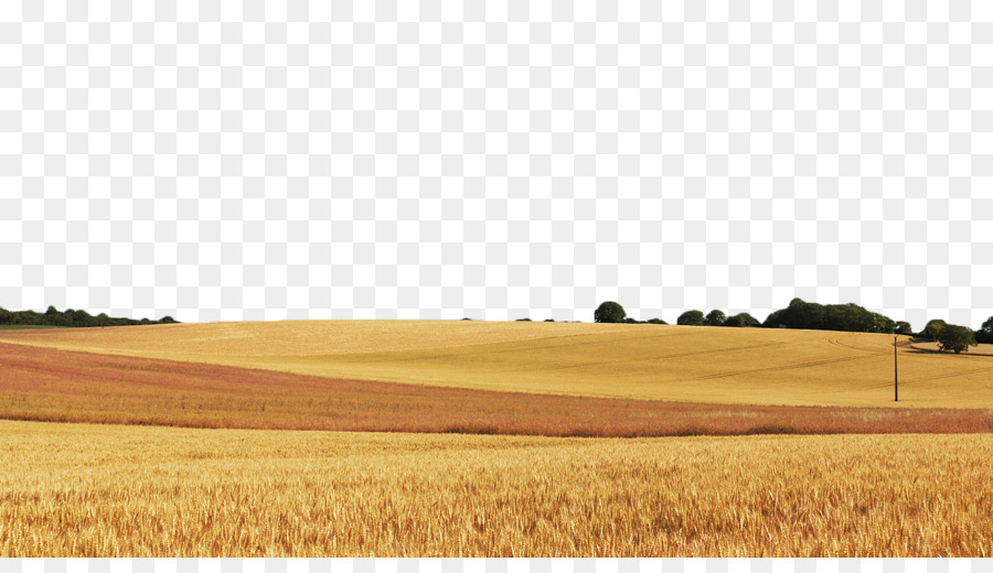 Campo di grano, Cereali grano di Cibo - Golden campo di grano