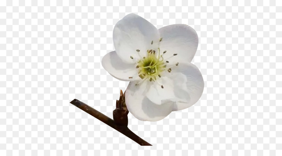 Blüte Blütenblatt Google Bilder Herunterladen - Zweigen Sie auf der pear petals-Bild-material