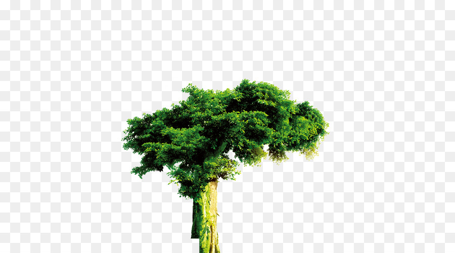 Albero Di Foresta Sempreverde - albero
